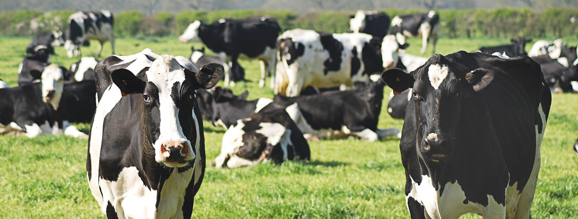 dairy%20cows.jpg